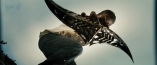 Transformers: Pomsta pora�en�ch: Trailer