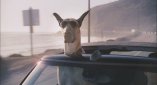 Marmaduke: Teaser
