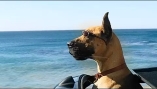 Marmaduke: International Teaser